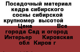 Посадочный материал кедра сибирского (сосны сибирской) крупномер, высотой 3-3.5  › Цена ­ 19 800 - Все города Сад и огород » Интерьер   . Кировская обл.,Киров г.